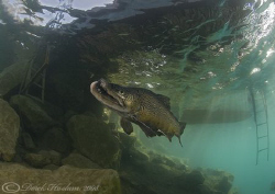 Hookie, this morning.Look's like he made it through anoth... by Derek Haslam 